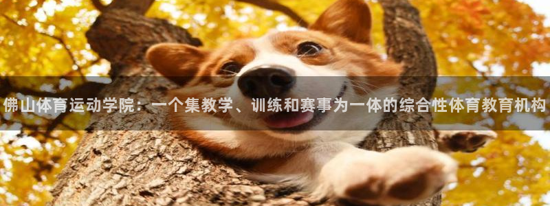 oety欧亿：佛山体育运动学院：一个集教学、训练和赛事为一体的综合性体育教育机构